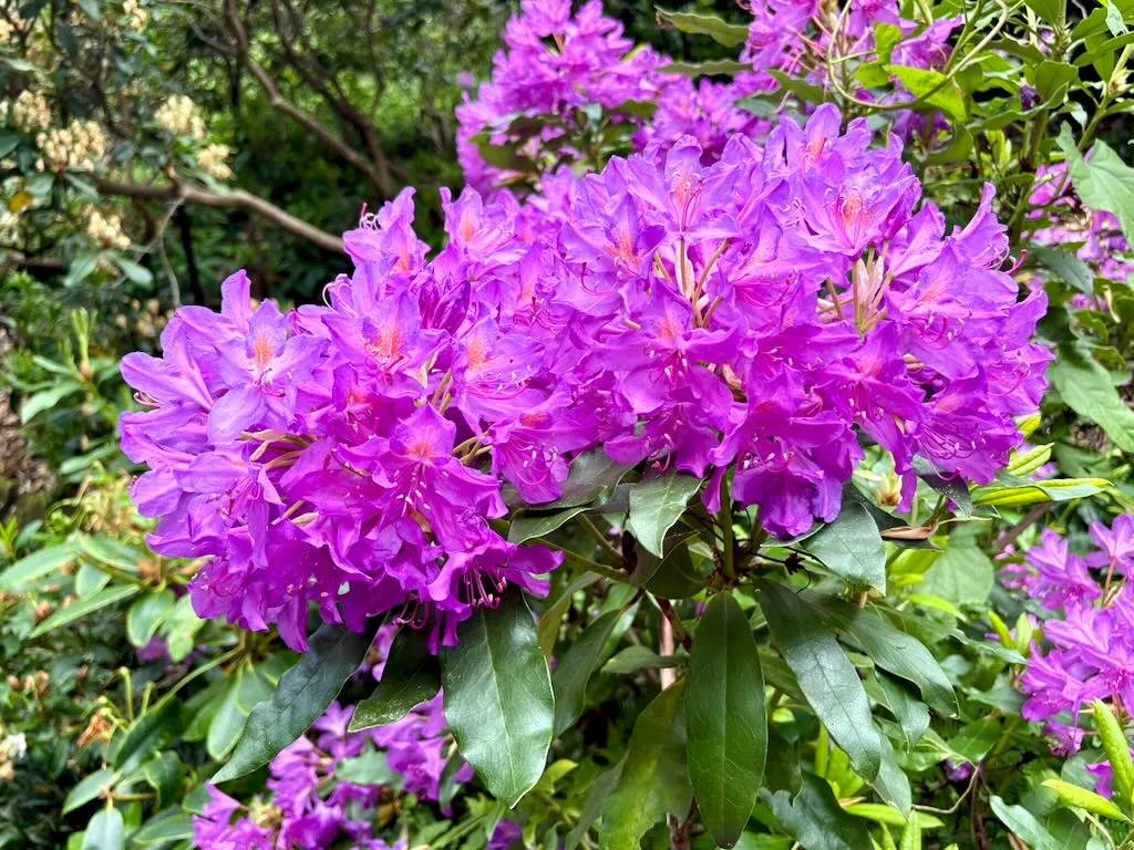 Rhododendron - Online Flower Garden Rhododendron