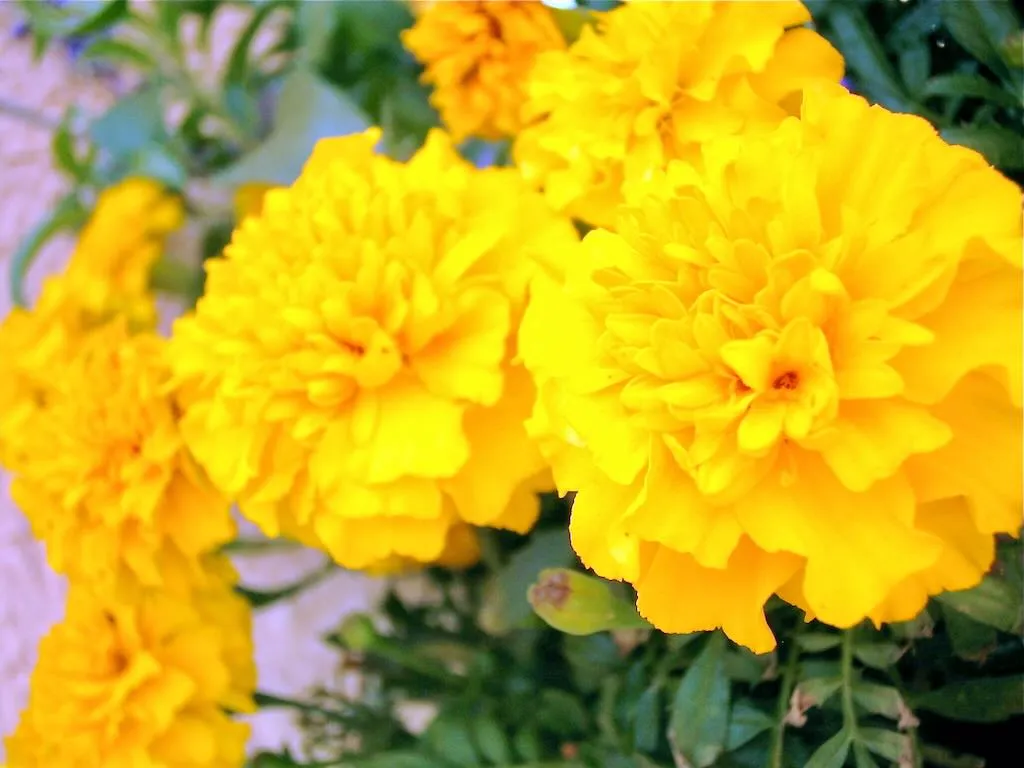 Tagetes or Marigold-1 - Online Flower Garden Tagetes or Marigold
