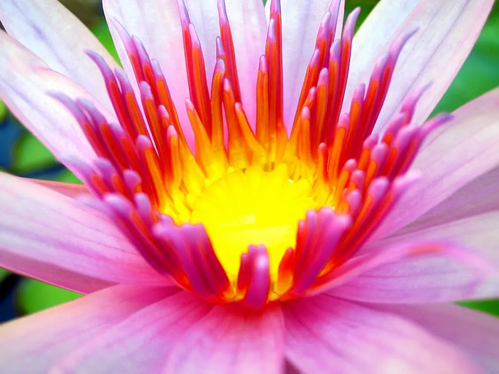 Water Lily or Nymphaea
