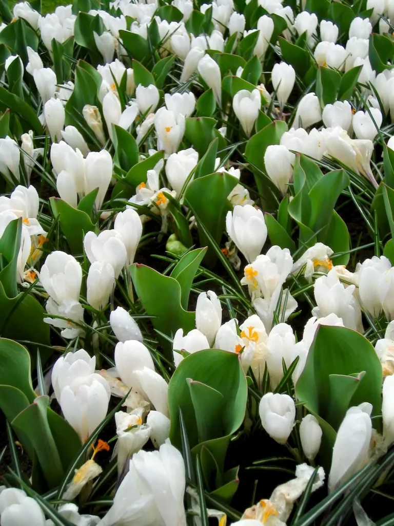 Crocus