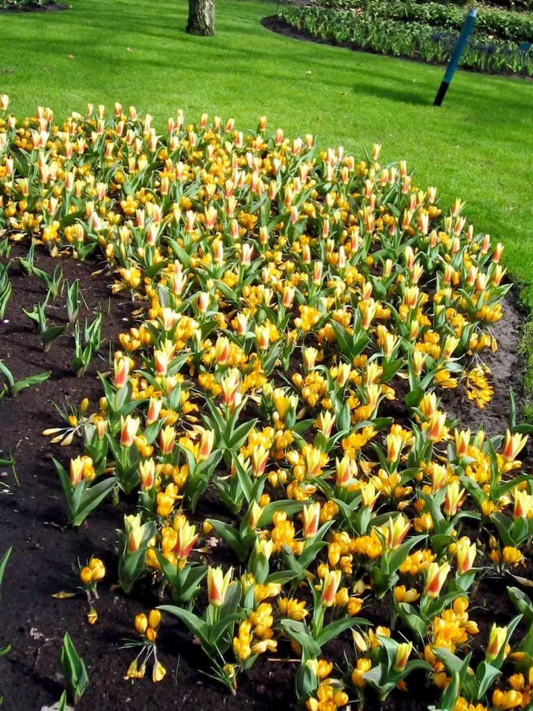 Crocus