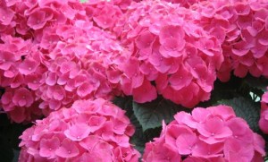 Flower - Pink Hydrangea
