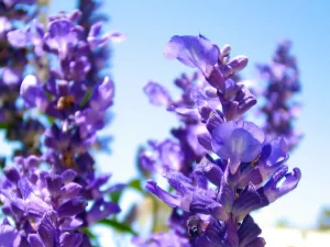 Blue Salvia