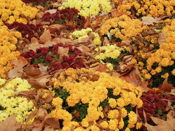 DSCN0193 Jardin du Luxembourg | Online Flower Garden Jardin du Luxembourg copyright www.onlineflowergarden.com