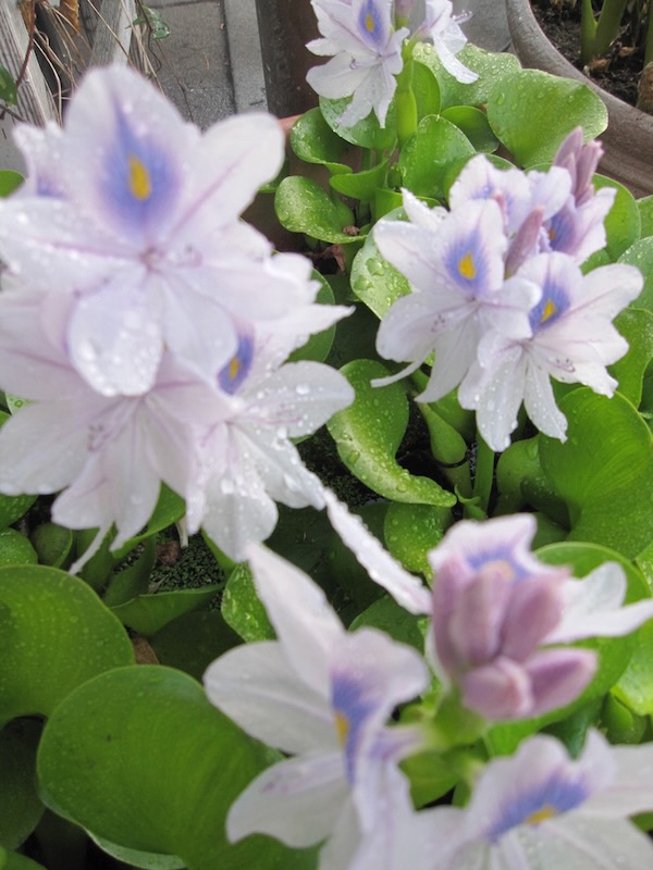 Eichhornia Water Hyacinth