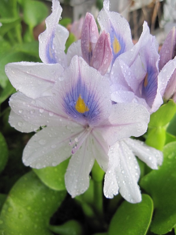 Water Hyacinth copyright https://www.onlineflowergarden.com