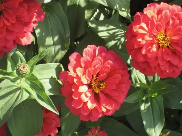 IMG_9549 Zinnia | Online Flower Garden Zinnia copyright https://www.onlineflowergarden.com