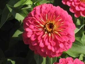 Zinnia https://www.onlineflowergarden.com