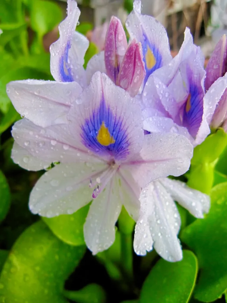 Water Hyacinth or Eichhornia