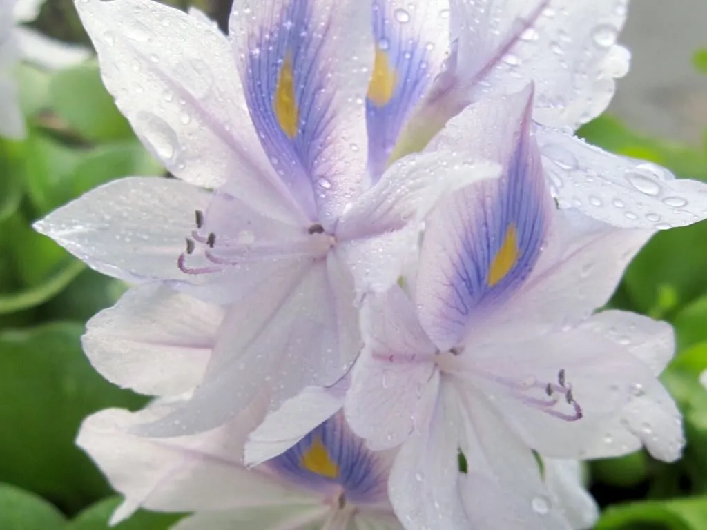 Water Hyacinth or Eichhornia - Online Flower Garden Water Hyacinth or Eichhornia
