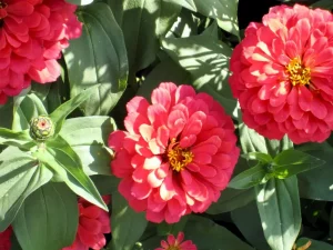 Zinnia