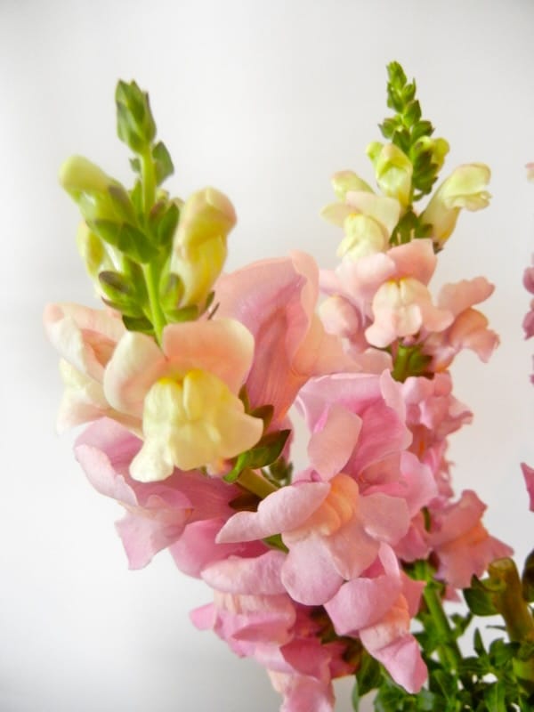 DSCN1793 snapdragon | Online Flower Garden Antirrhinum Snapdragon copyright https://www.onlineflowergarden.com