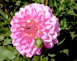 Dahlia