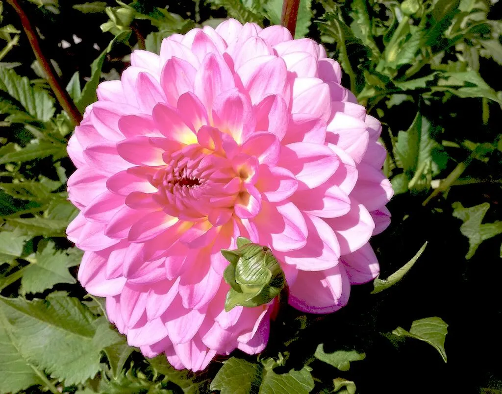 Dahlia - Online Flower Garden Dahlia