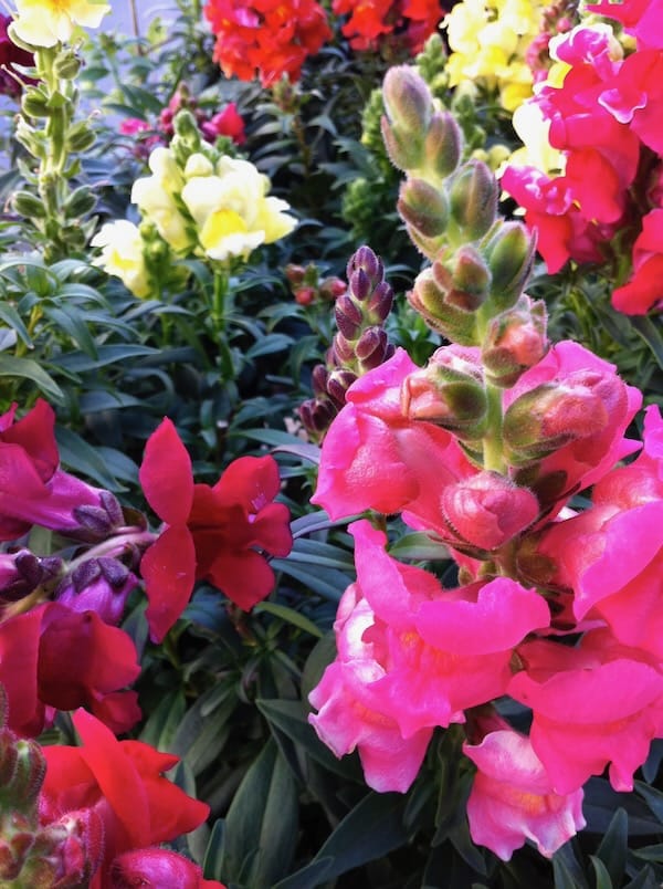 IMG_0994 Snapdragon | Online Flower Garden Snapdragon copyright https://www.onlineflowergarden.com
