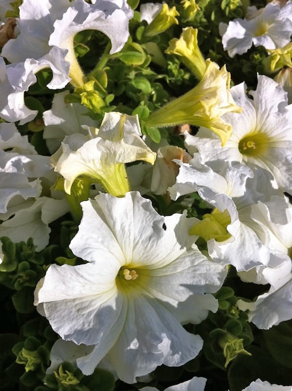IMG_0996 Petunia | Online Flower Garden Petunia copyright https://www.onlineflowergarden.com