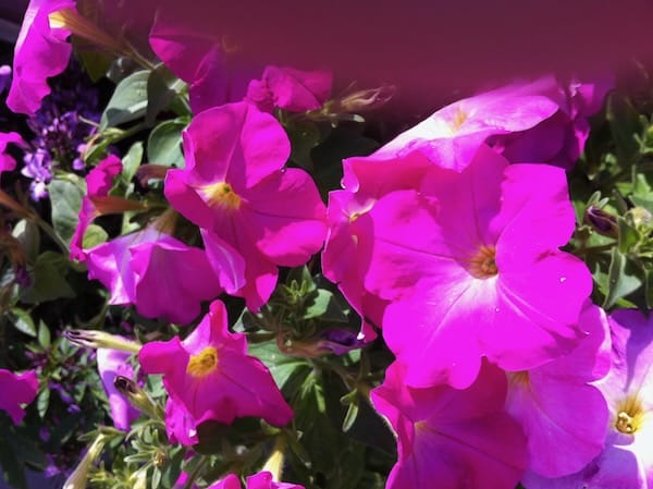 Petunia copyright https://www.onlineflowergarden.com