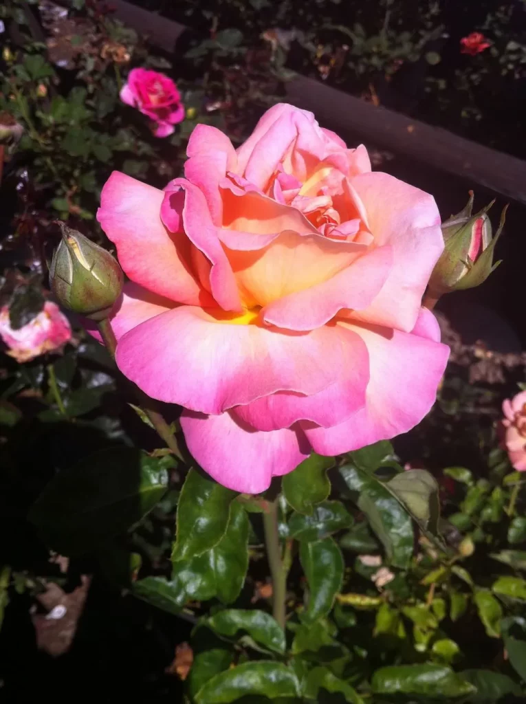 Rosa'Chicago Peace'