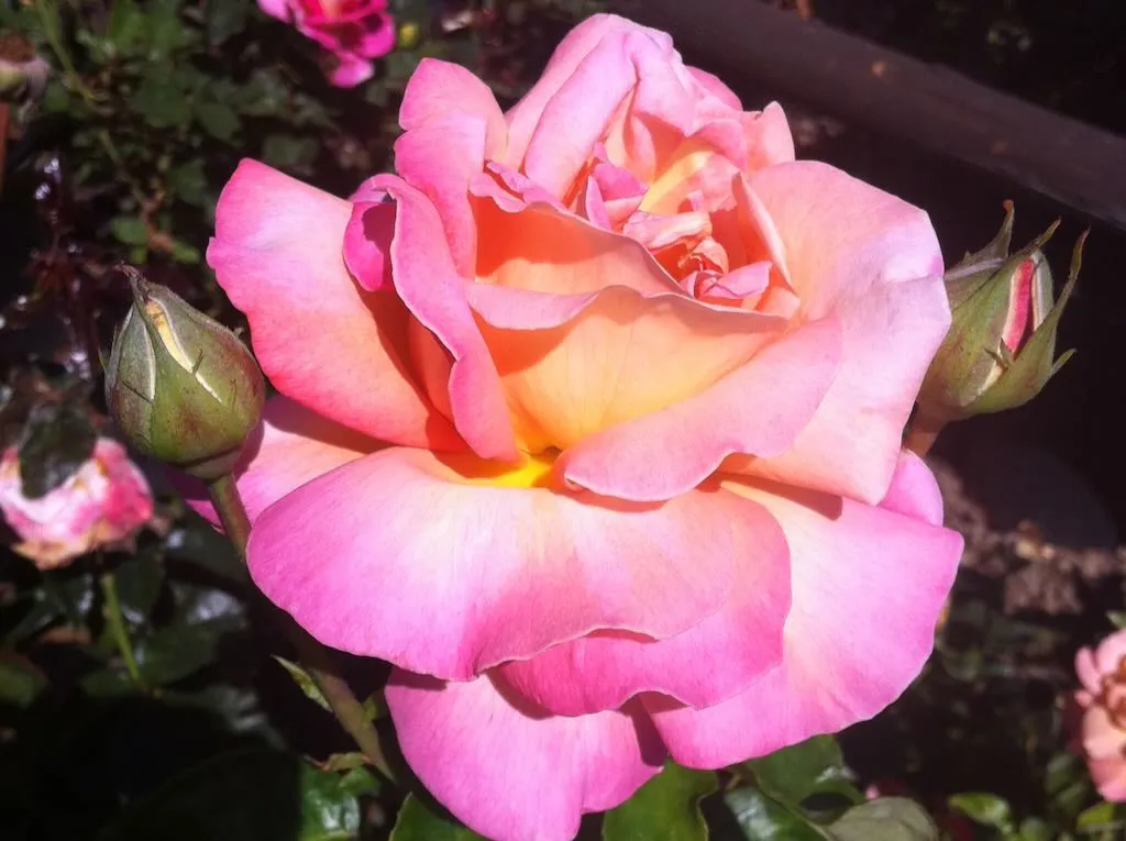 Rosa 'Chicago Peace'