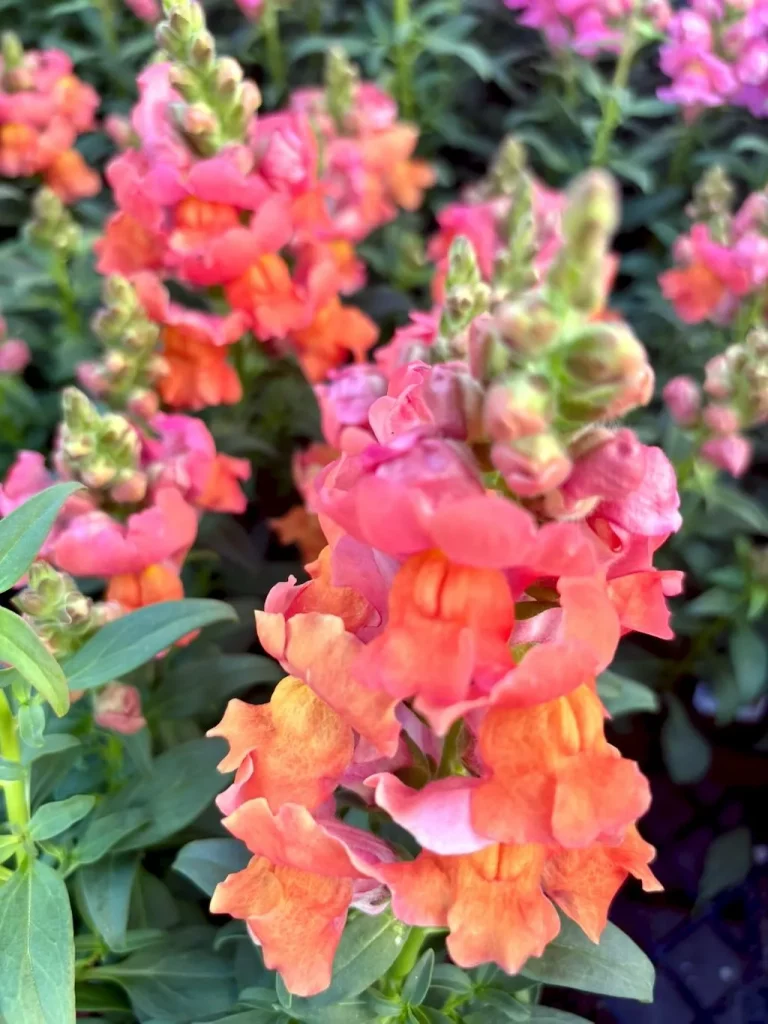 Snapdragon or Antirrhinum
