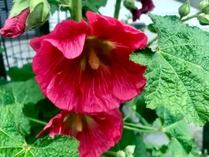 Althaea rosea, Alcea rosea or Hollyhock