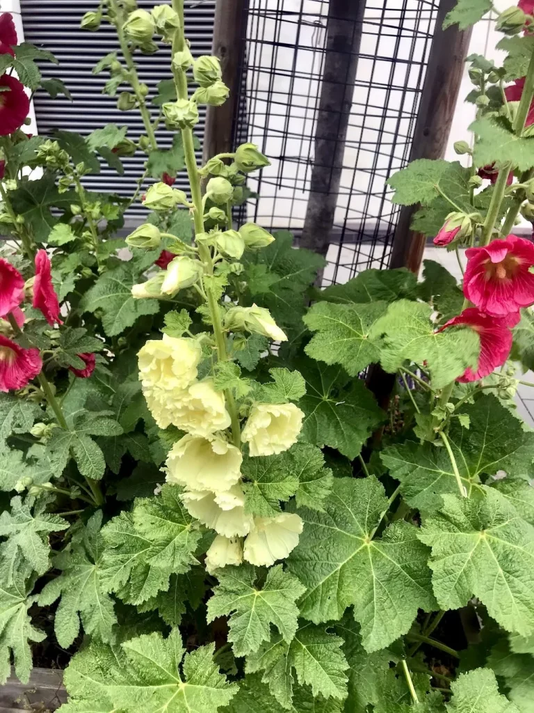 Althaea rosea Hollyhock-1 - Online Flower Garden Althaea rosea, Alcea rosea or Hollyhock