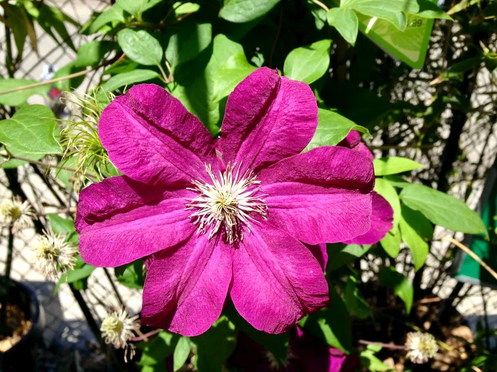 Clematis
