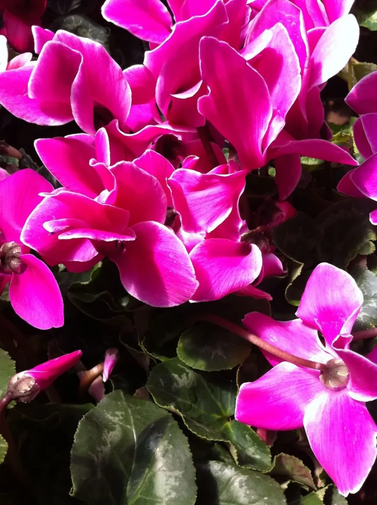 Cyclamen-1 - Online Flower Garden Cyclamen