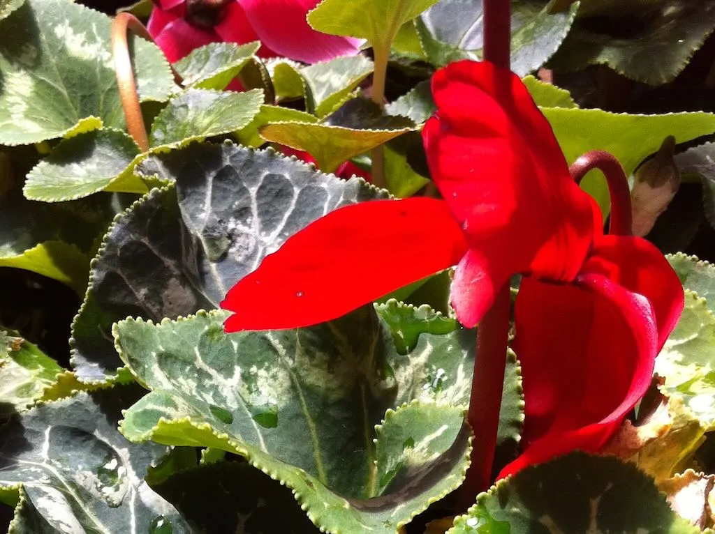 Cyclamen - Online Flower Garden Cyclamen