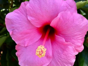 Hibiscus: From Tea to Medicine