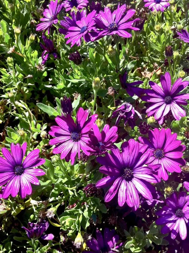 Osteospermum or African Daisy