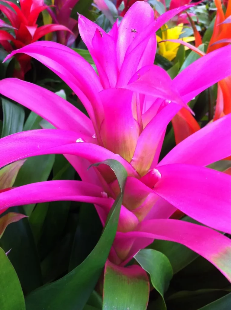 Bromeliad-1 - Online Flower Garden Bromeliad