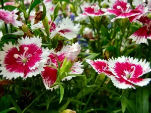 Dianthus
