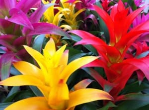 Bromeliad Copyright https://www.https://www.flowergarden.com | Online Flower Garden