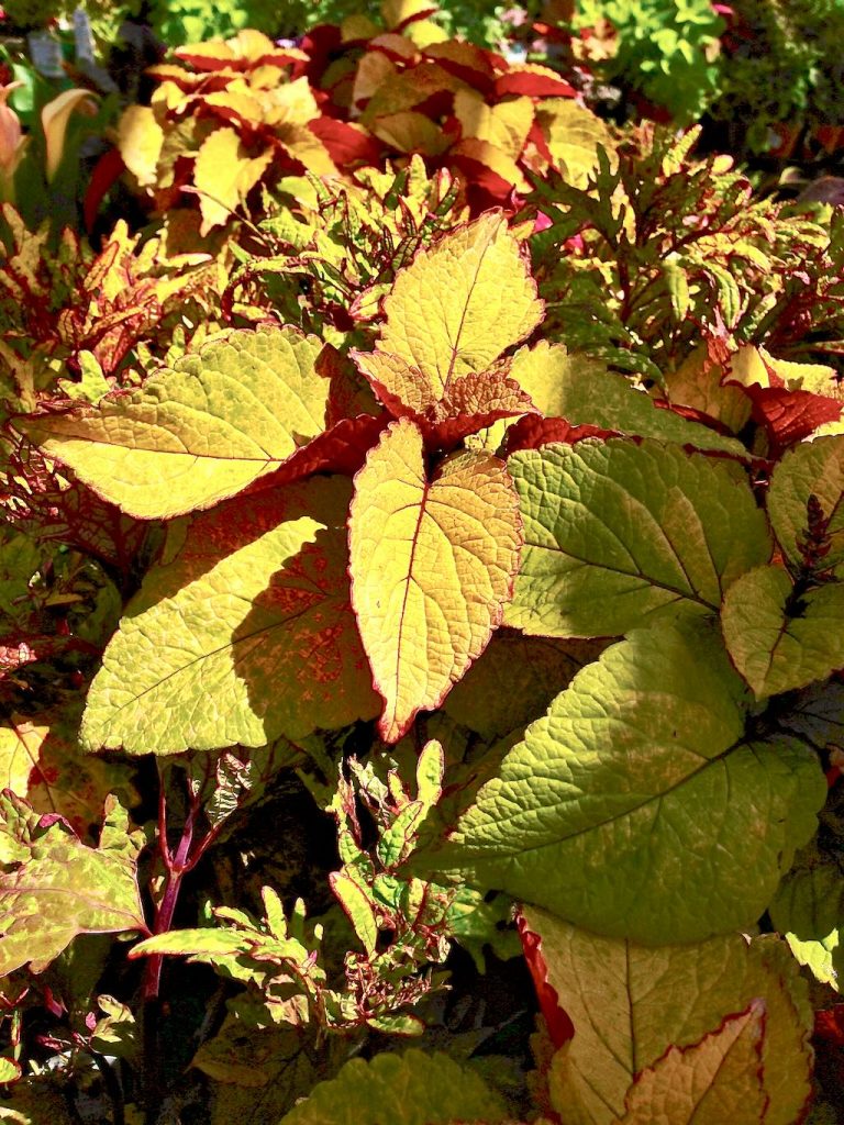 Coleus scutellarioides