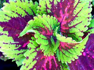 Coleus scutellarioides