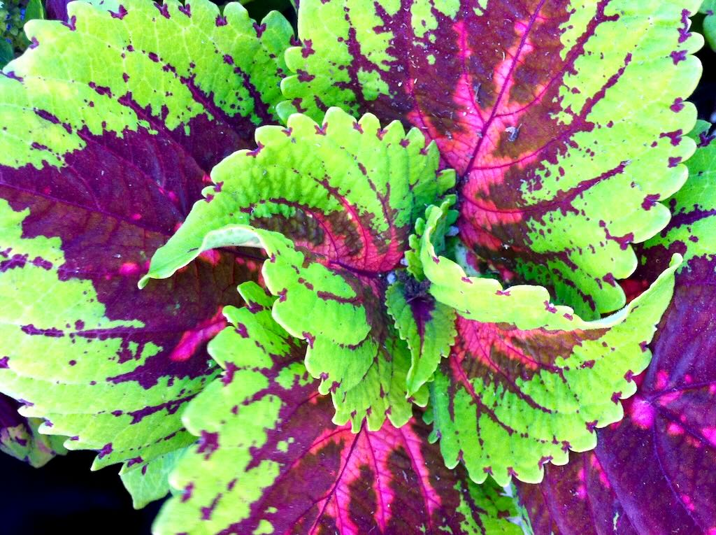 Coleus scutellarioides
