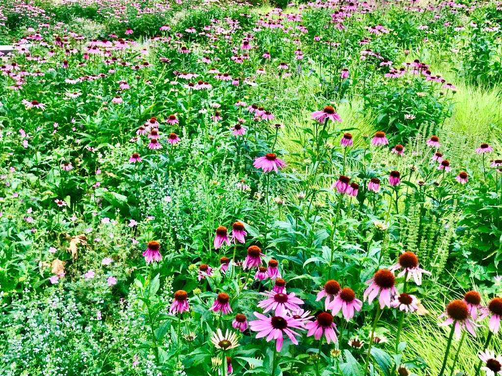 Echinacea-2 - Online Flower Garden Echinacea