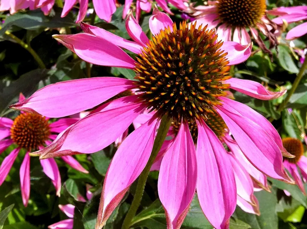 Echinacea - Online Flower Garden Echinacea