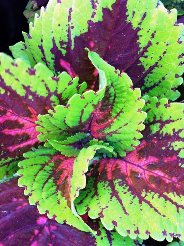 IMG_0993 Coleus | Online Flower Garden Coleus scutellarioides - copyright https://www.onlineflowergarden.com