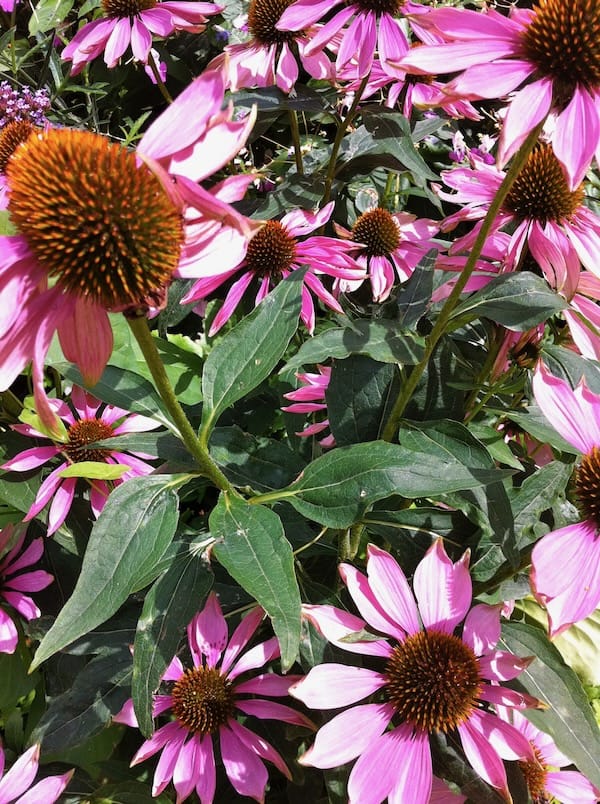 IMG_1447 Echinacea | Online Flower Garden Echinacea copyright https://www.onlineflowergarden.com