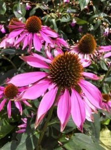IMG_1448 Echinacea | Online Flower Garden Echinacea copyright https://www.onlineflowergarden.com | Online Flower Garden