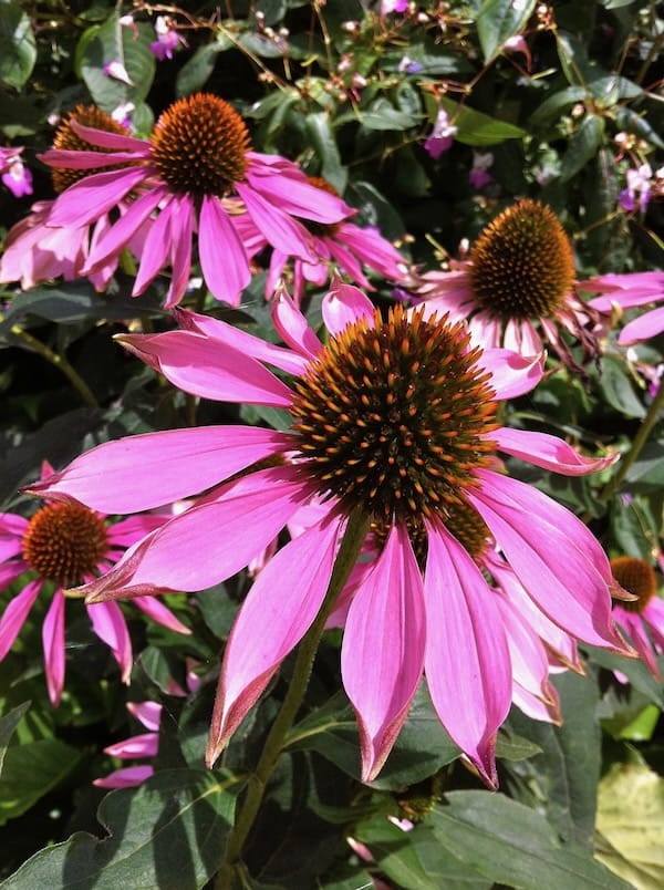 IMG_1448 Echinacea | Online Flower Garden Echinacea purpurea copyright https://www.onlineflowergarden.com