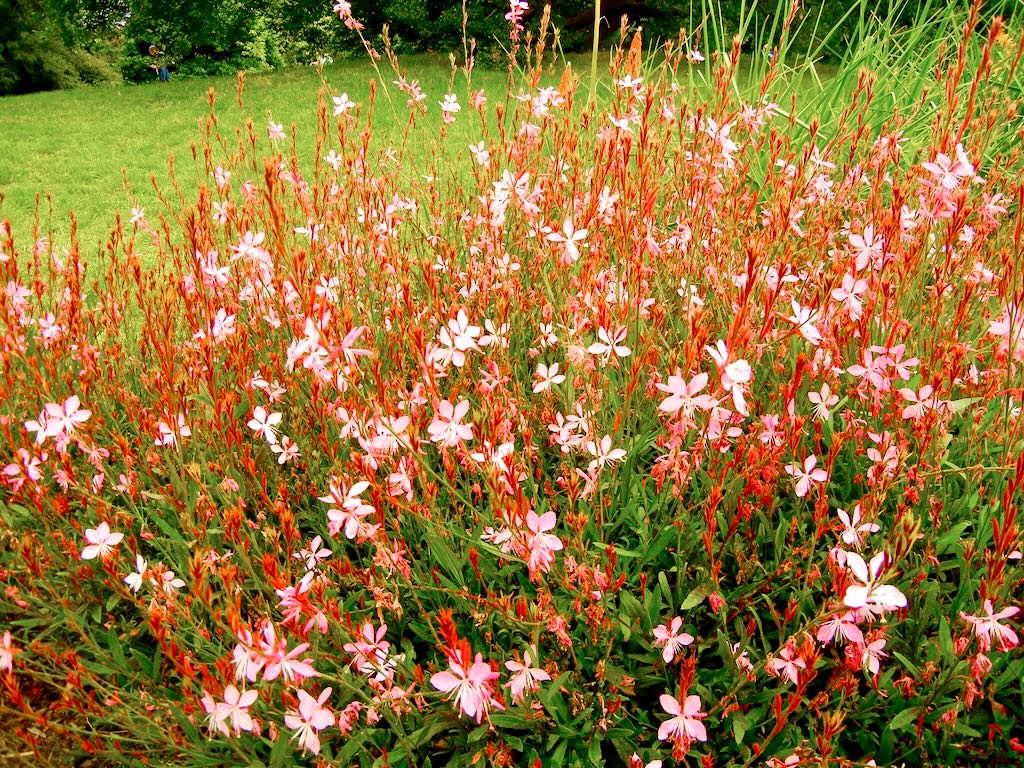 Gaura Lindheimeri