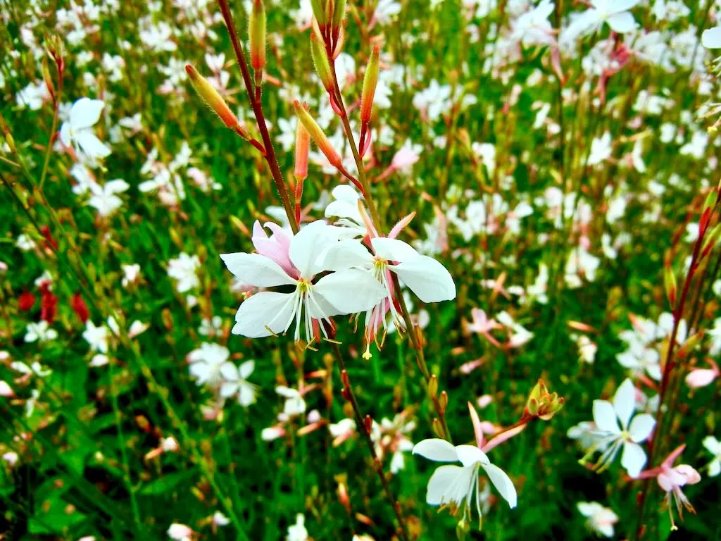Gaura Lindheimeri