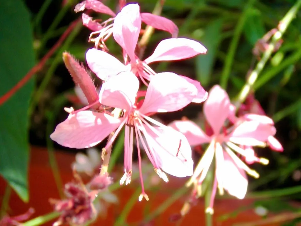 Gaura Lindheimeri
