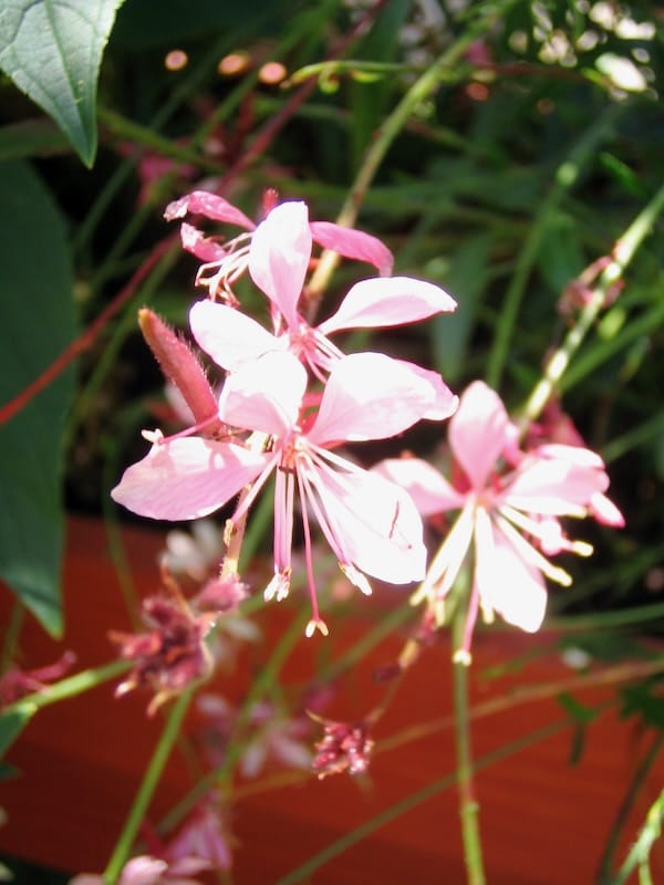 Gaura Lindheimeri https://www.onlineflowergarden.com
