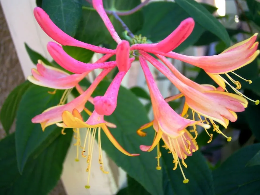Lonicera heckrotti