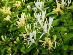 Lonicera or Honeysuckle