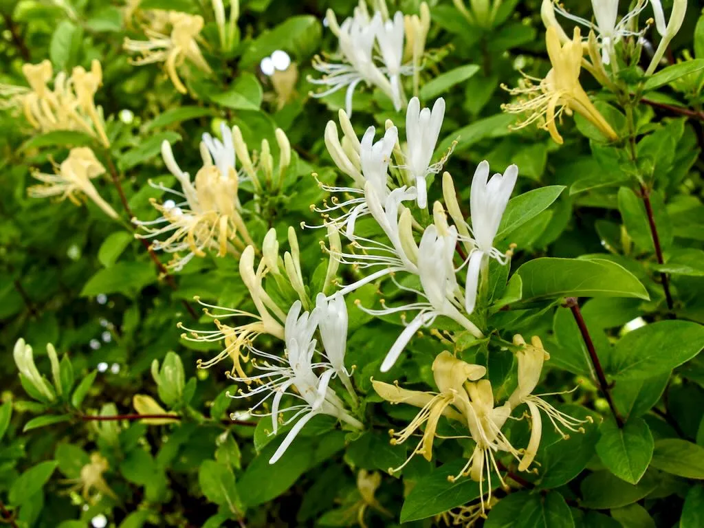Lonicera or Honeysuckle